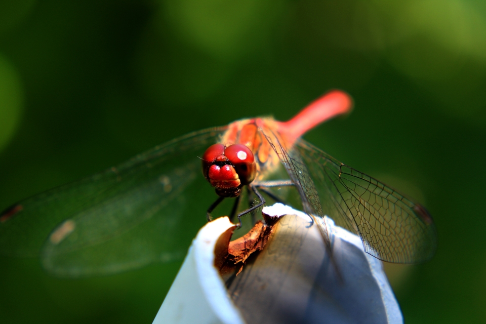 Sympetrum sanguineum - vörös katona-szitakötő