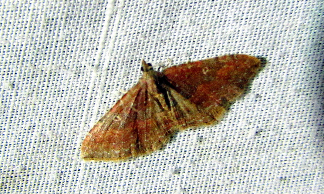 Orthonama obstipata - vándoraraszoló