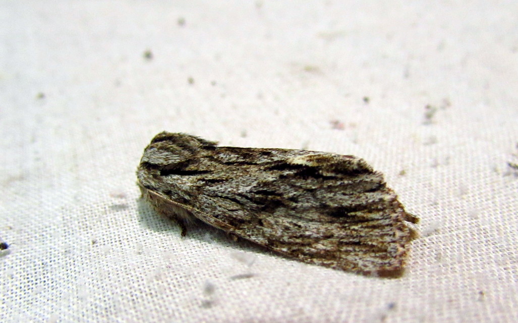 Asteroscopus sphinx - csillagnéző bundásbagoly