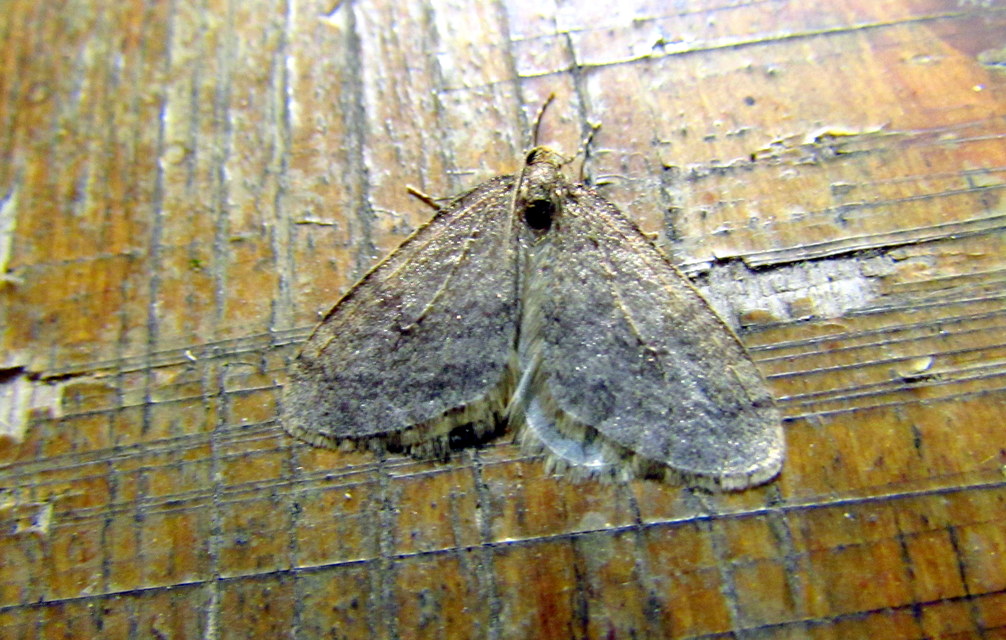 Operophtera brumata - kis téliaraszoló