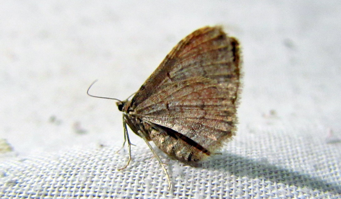 Orthonama obstipata - vándoraraszoló
