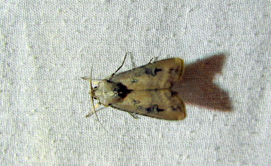 Agrotis ipsilon - nagy földibagoly