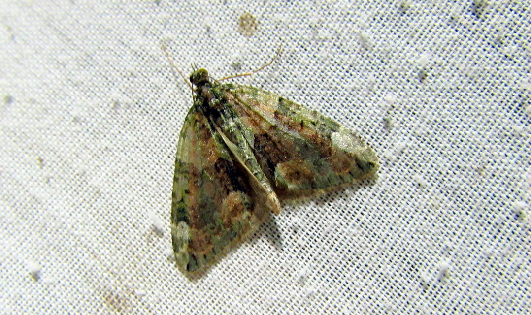 Chloroclysta siterata - salátazöld araszoló