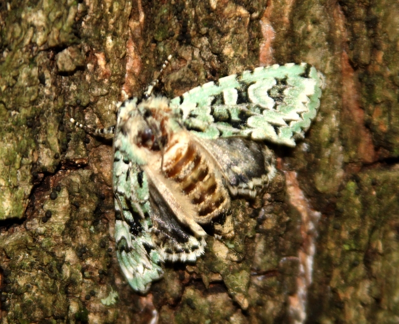 Griposia aprilina - őszi zöldbagoly