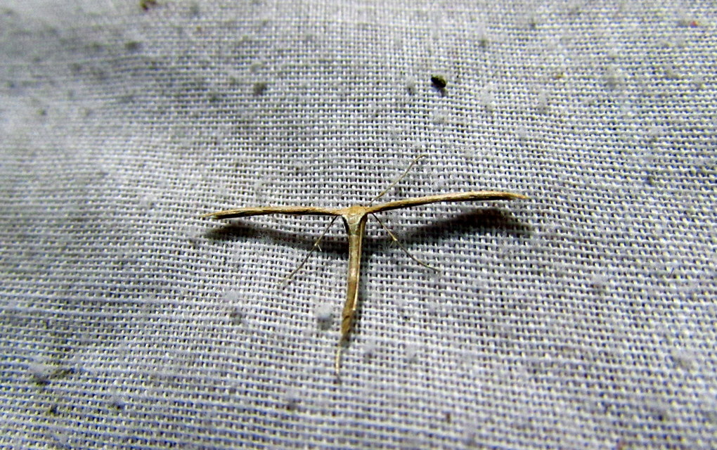 Emmelina monodactyla/argoteles