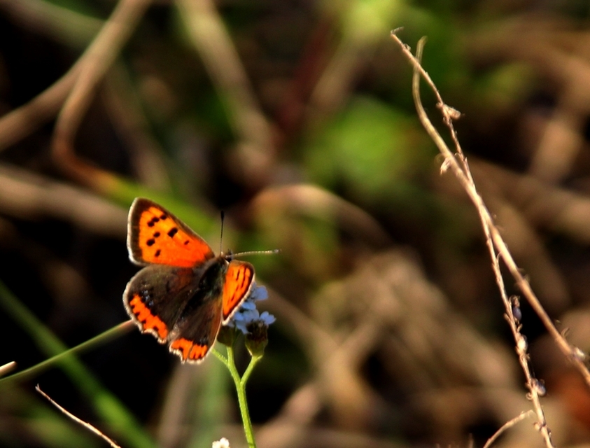 Lycaena phlaeas - közönséges tűzlepke