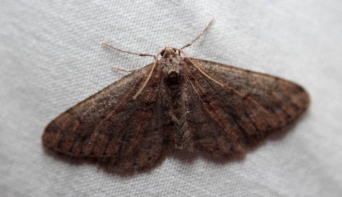 Agriopis bajaria - kökény-téliaraszoló Agriopis bajaria - kökény-téliaraszoló