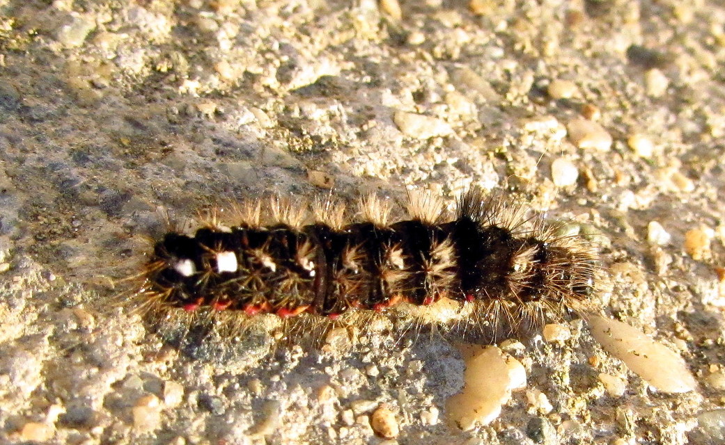Acronicta rumicis - sóska-szigonyosbagoly