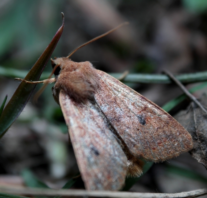 Sunira circellaris - okkersárga őszibagoly