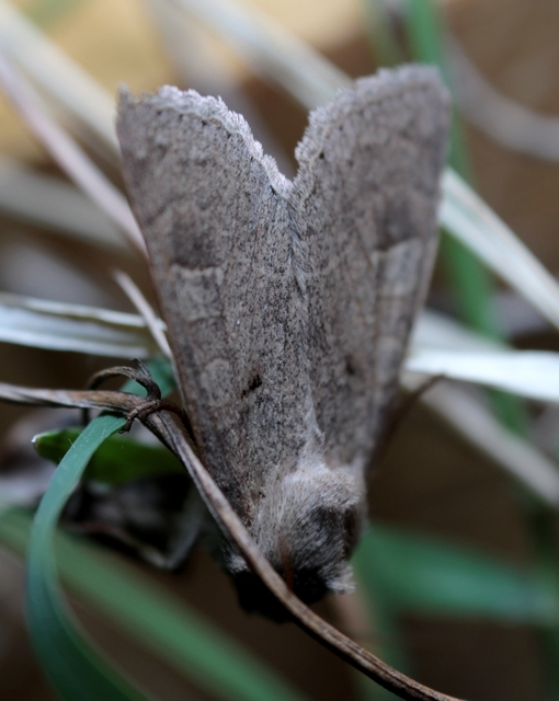 Ammoconia caecimacula - szürke őszibagoly