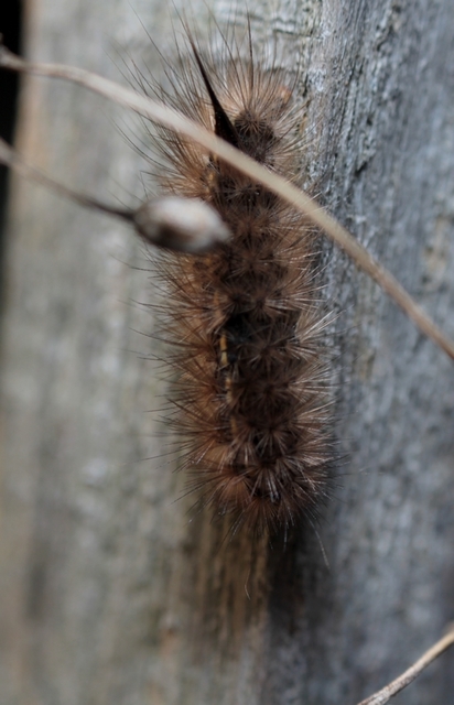 Spilosoma