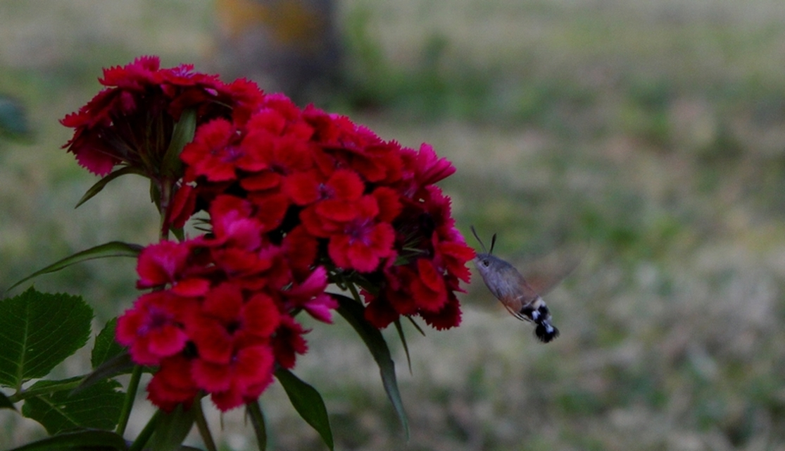 Macroglossum stellatarum - kacsafarkú szender