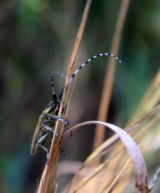 Agapanthia villosoviridescens - fehérgyűrűs bogáncscincér