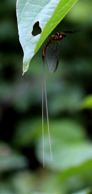 Ephemeroptera - Kérészek