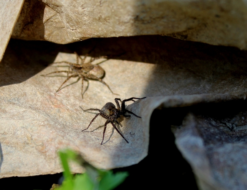 Pardosa