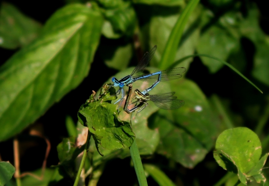 Platycnemis pennipes - széleslábú szitakötő