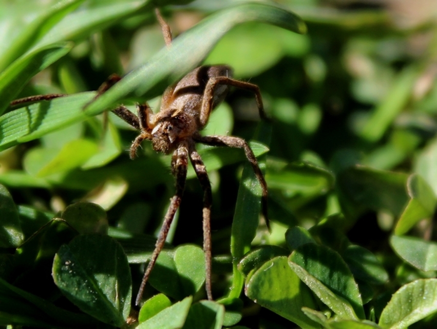 Pisaura mirabilis - csodáspók