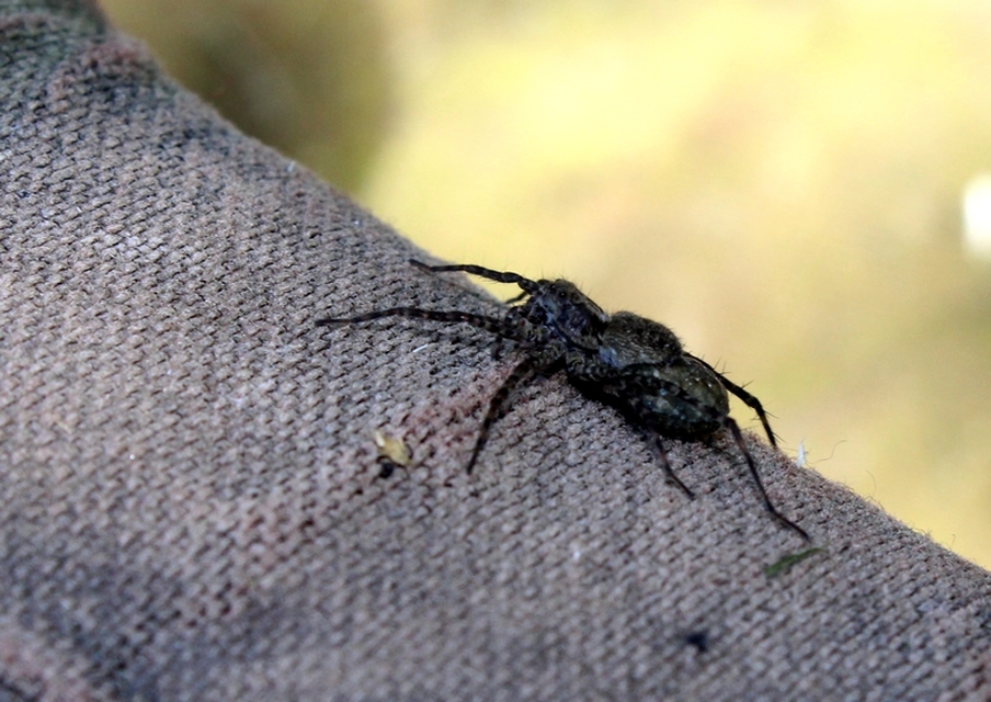 Pardosa