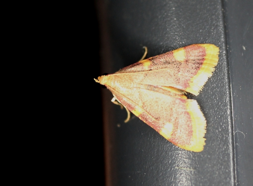 Hypsopygia costalis - szénailonca