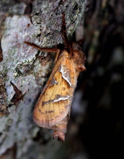 Triodia sylvina - kis gyökérrágólepke