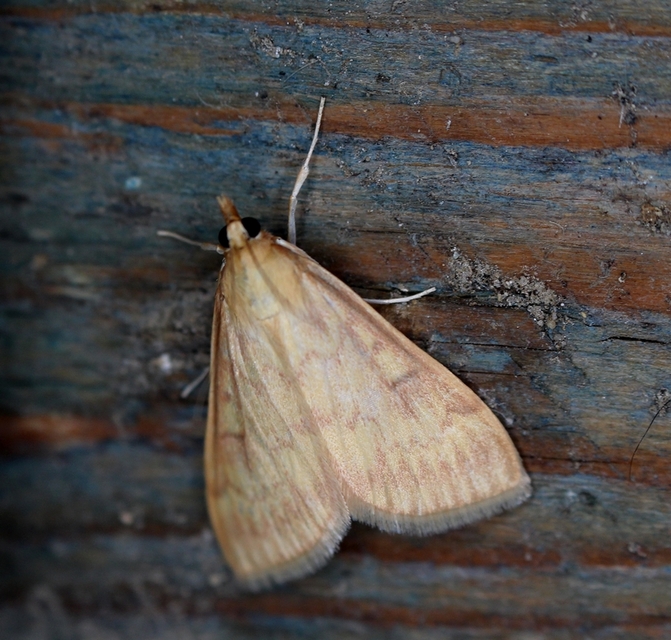 Ostrinia nubilalis - kukoricamoly