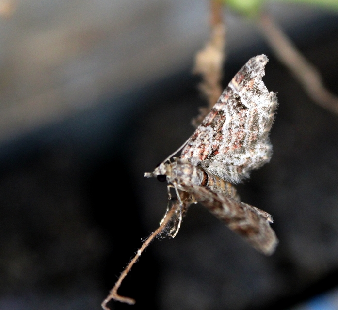 Gymnoscelis rufifasciata - vöröscsíkos törpearaszoló