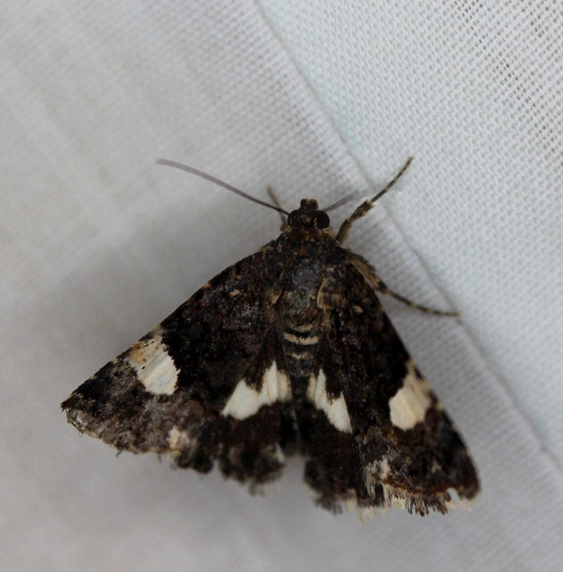 Tyta luctuosa - fekete nappalibagoly