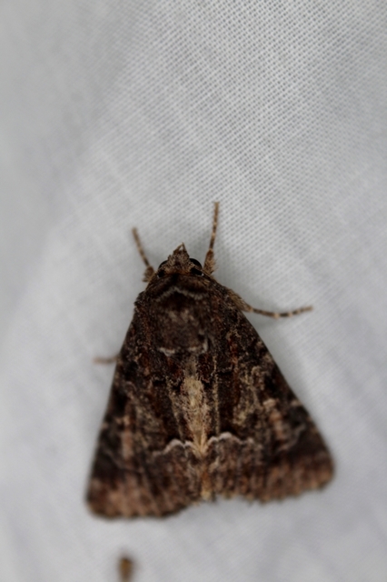Thalpophila matura - fakó erdeibagoly