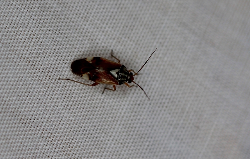 Lygus pratensis - változó mezeipoloska