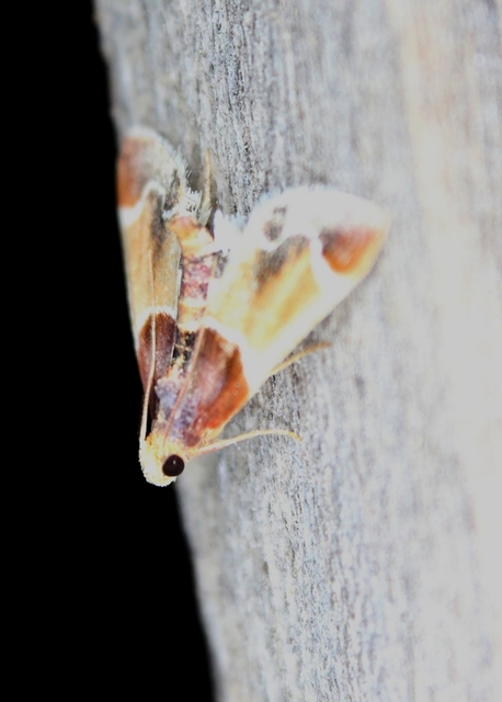 Pyralis farinalis - lisztilonca