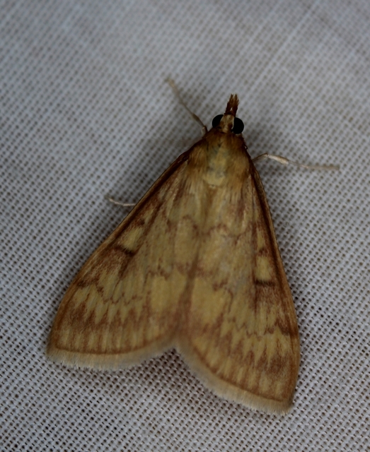 Ostrinia nubilalis - kukoricamoly