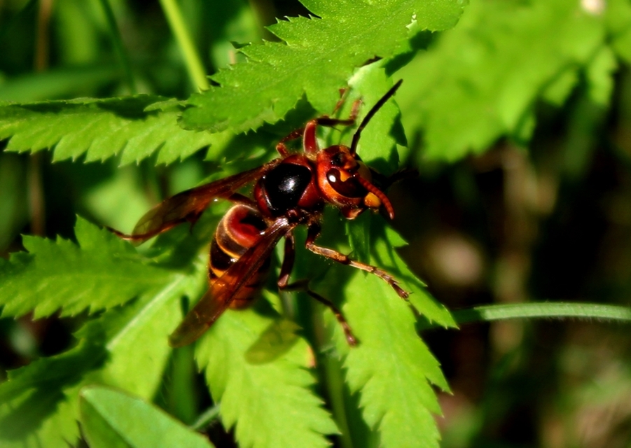 Vespa crabro - lódarázs