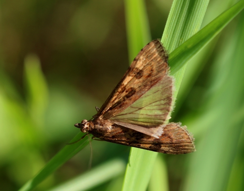Nomophila noctuella - közönséges vándormoly