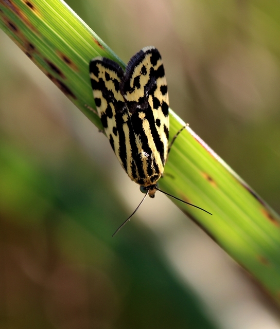 Emmelia trabealis - zebrabagoly