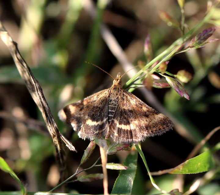 Pyrausta despicata - réti bíbormoly