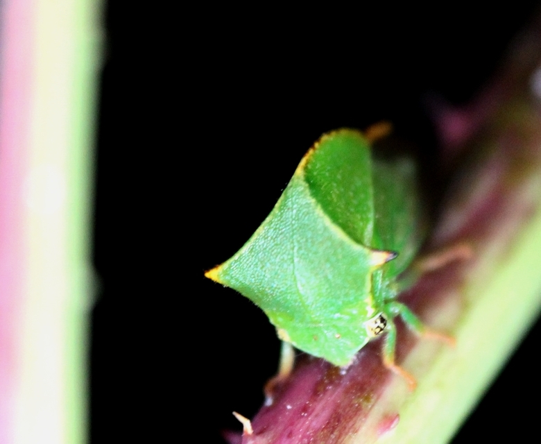 Stictocephala bisonia - bivalykabóca