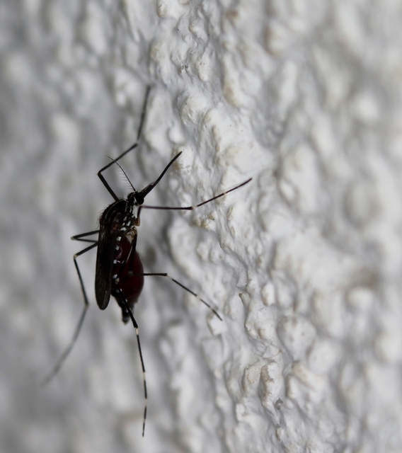 Culicidae - csípőszúnyogok