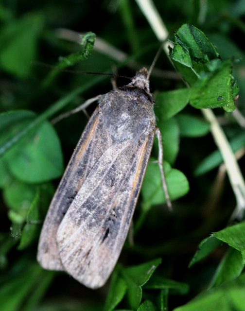 Agrotis ipsilon - nagy földibagoly