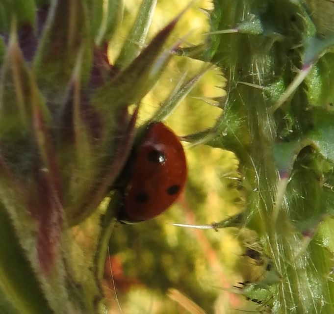 Coccinella septempunctata - hétpettyes katica