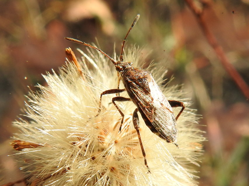 Rhopalidae - üvegpoloskák
