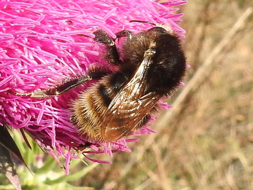 Bombus pomorum - vörhenyes poszméh