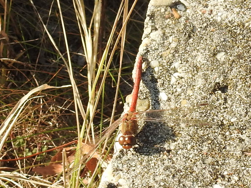 Sympetrum striolatum - harántsávos katona-szitakötő