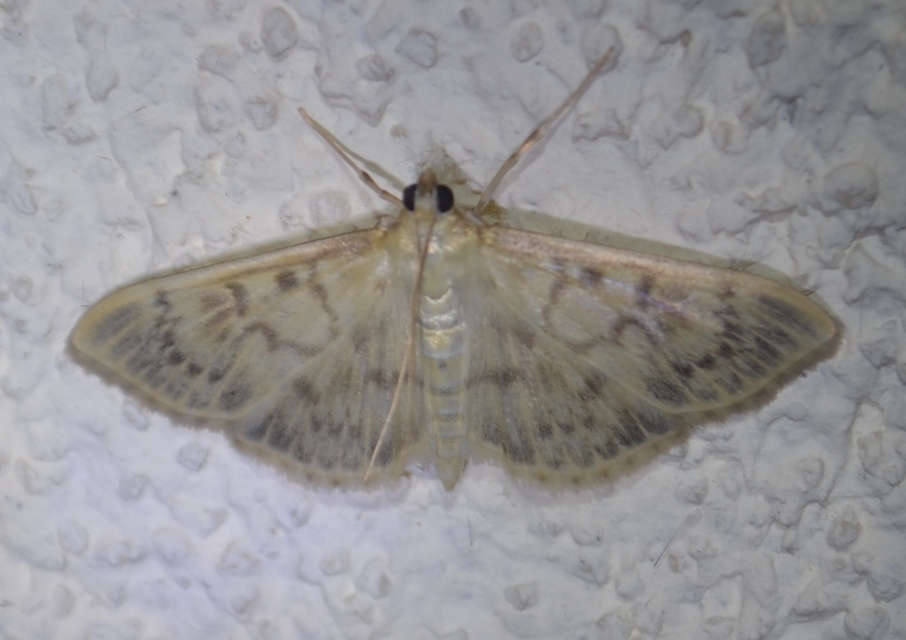 Patania ruralis - csalánevő tűzmoly