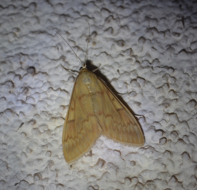 Ostrinia nubilalis - kukoricamoly