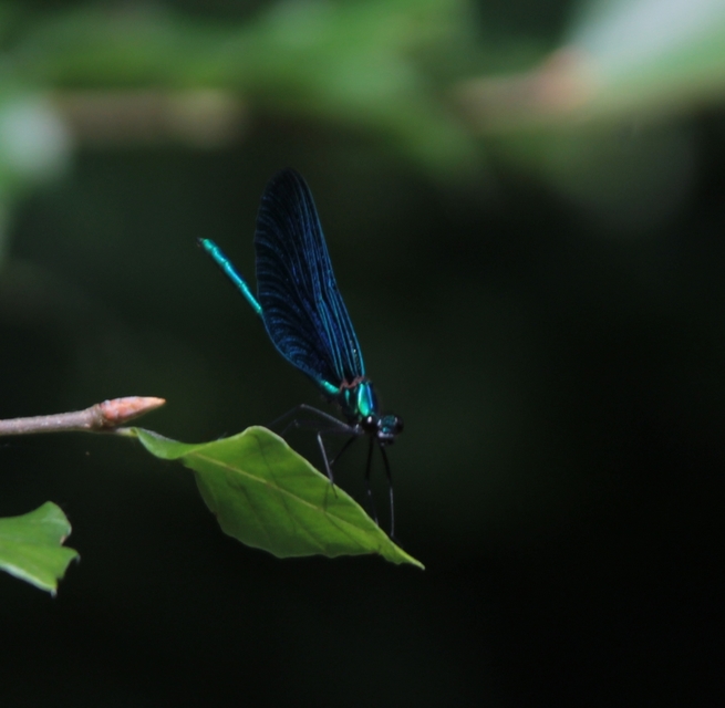 Calopteryx virgo - kisasszony-szitakötő