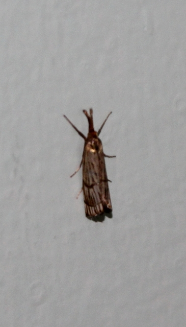 Chrysocrambus linetella - déli fűgyökérmoly
