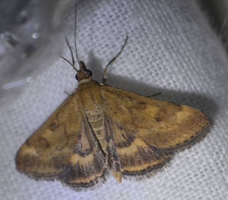 Pyrausta despicata - réti bíbormoly