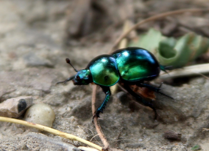 Trypocopris vernalis - tavaszi álganéjtúró