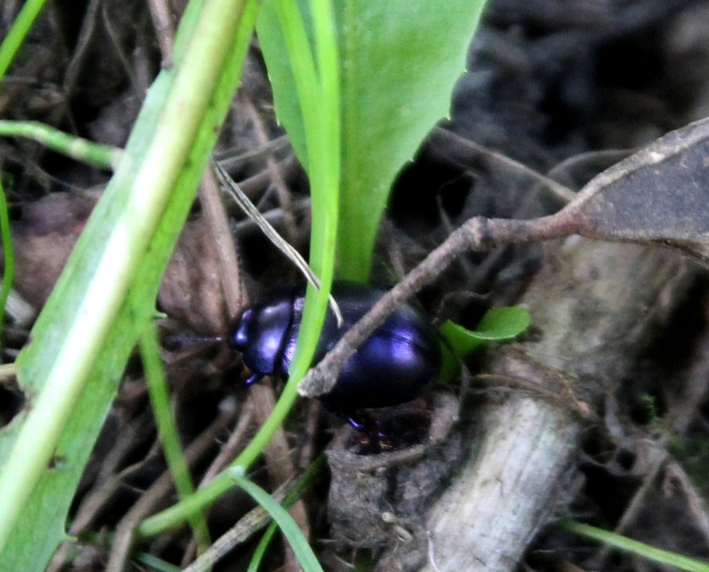 Chrysolina sturmi - vöröslábú levelész