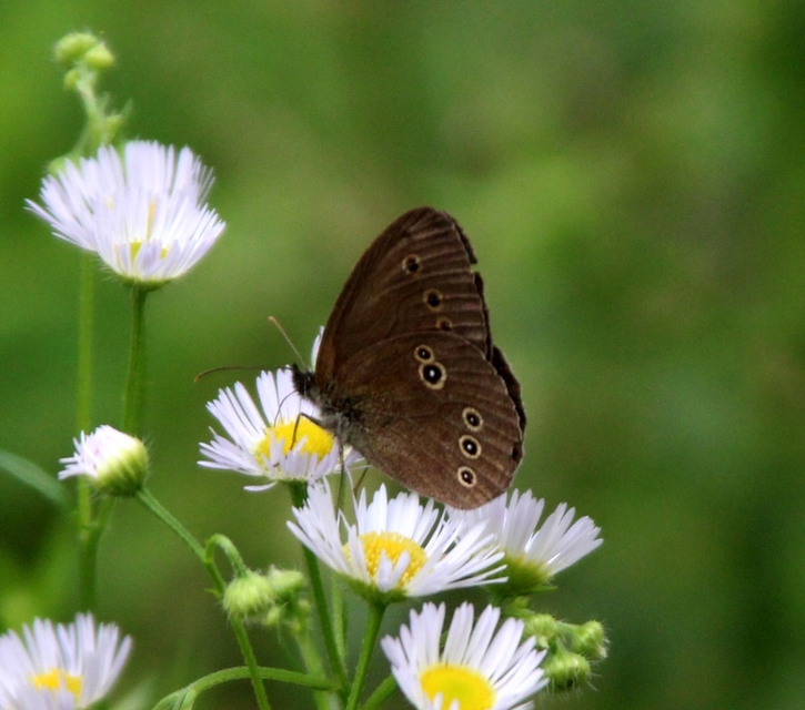 Aphantopus hyperanthus - közönséges ökörszemlepke
